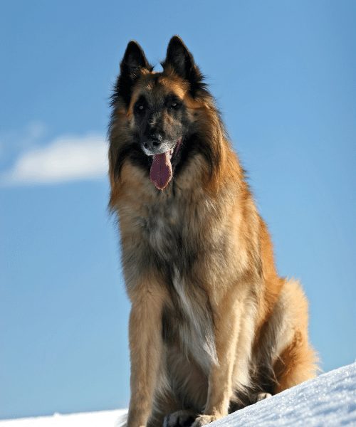 Large store breed shepherds