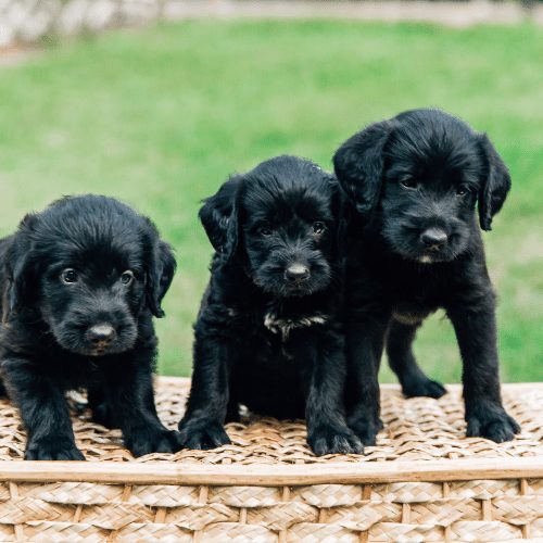 Baby best sale black labradoodle