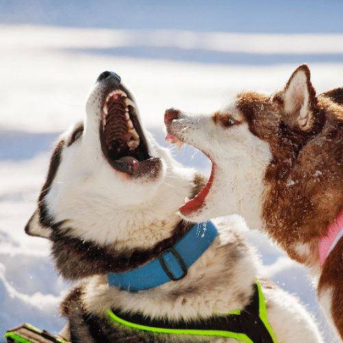 are my huskies playing or fighting