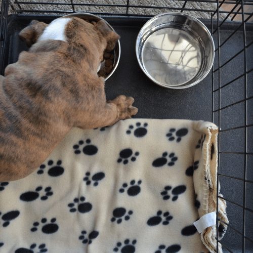 Water bowl for outlet kennel