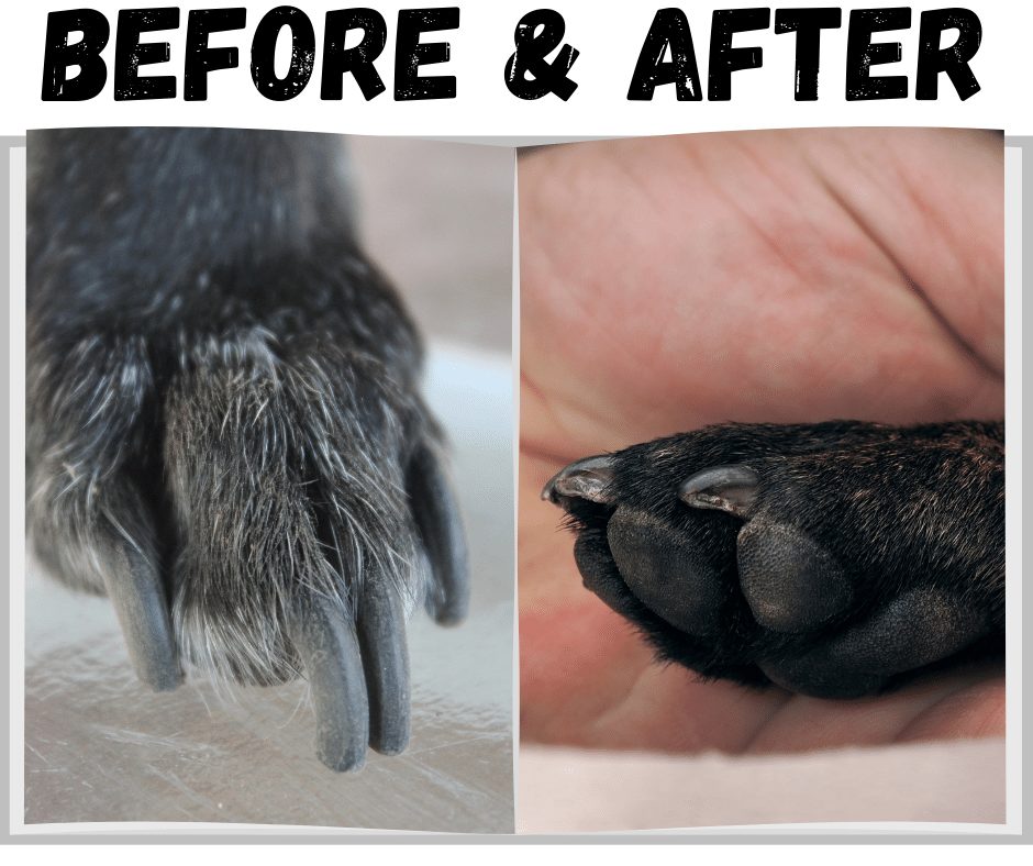 Best Nail Grinders For Dogs - Reviews & Buying Guide - SpiritDog Training