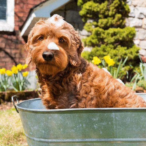 Best dog best sale shampoo for goldendoodles