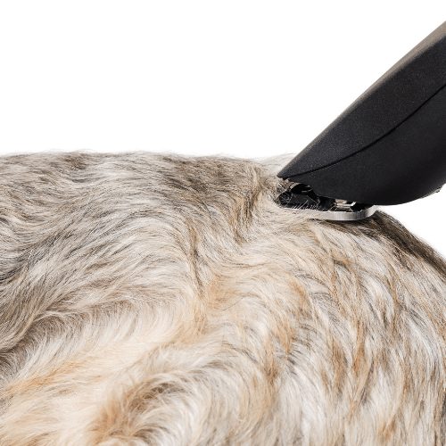 Best Nail Grinders For Dogs - Reviews & Buying Guide - SpiritDog Training