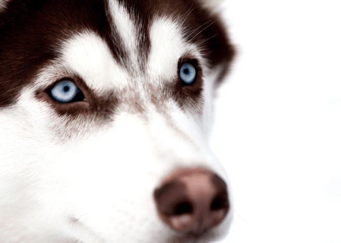 Black husky with blue eyes store for sale