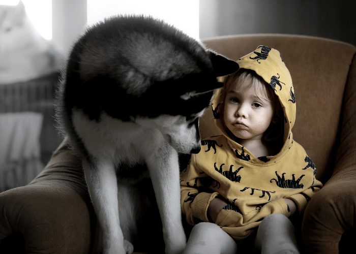 husky with kid