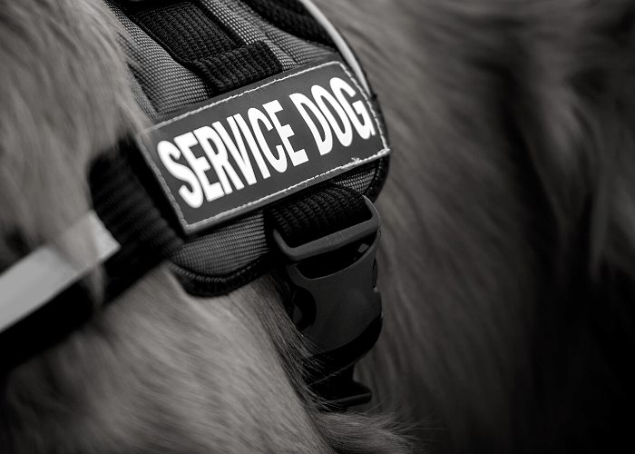 husky service dog