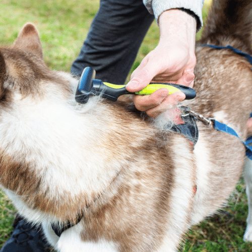 Do Huskies Shed? Are Huskies hyopallergenic? - SpiritDog Training