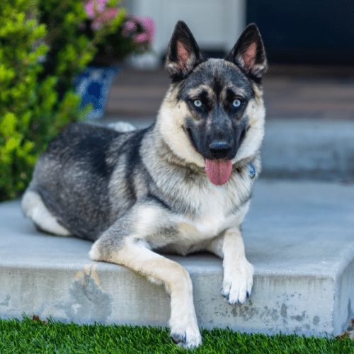 Shepsky - Husky Shepherd Cross