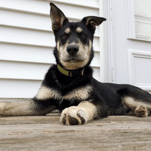 Husky mixed clearance with small dog