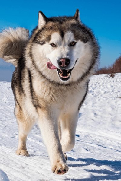 22 Types of Huskies - Temperament, Appearance & Trainability Explained