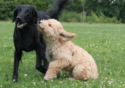 goldendoodle playing with labrador
