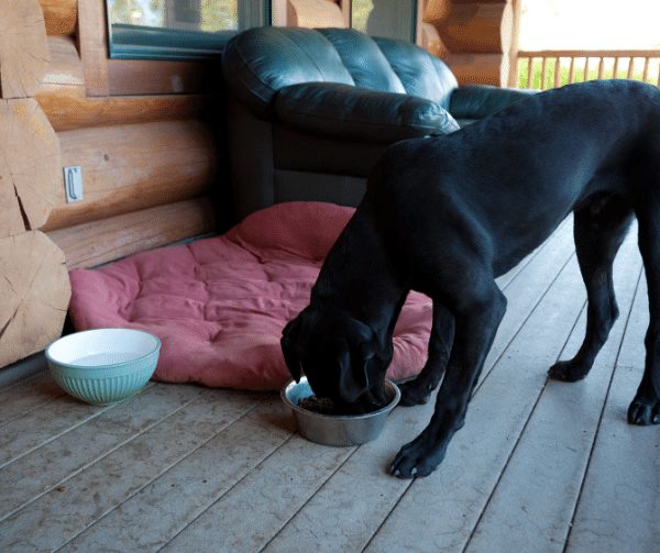 what do you feed a mastiff puppy