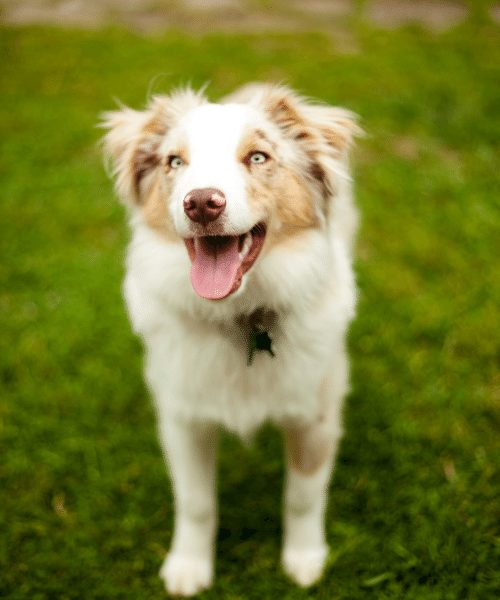 mini aussie