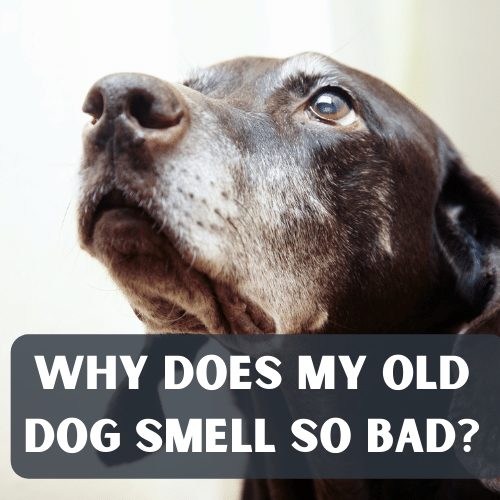 does anything smell bad to a dog