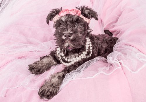 dog with pink collar and bow