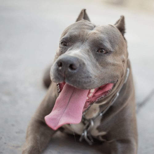 how big should a dog house be for a pitbull