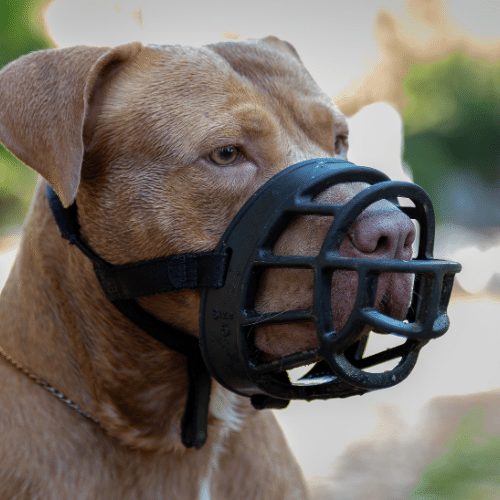 pitbull with muzzle