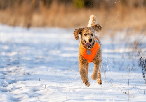 brown poodle running in the snow