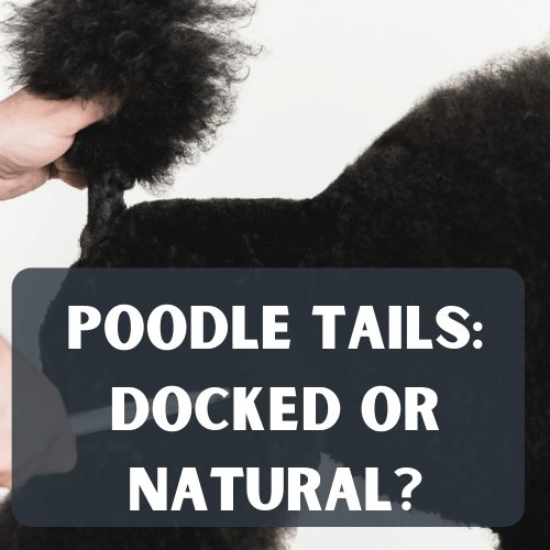 should you dock a poodles tail