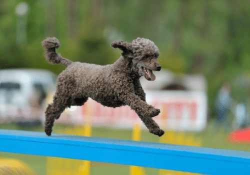 poodle running agility long tail