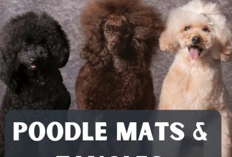 poodle mats and tangles