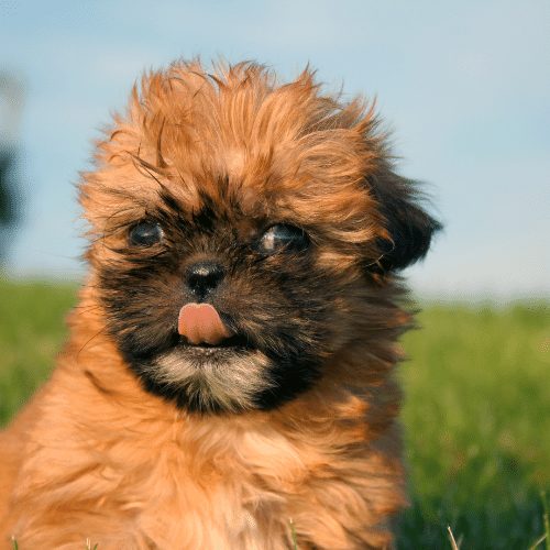 brown puppy dog