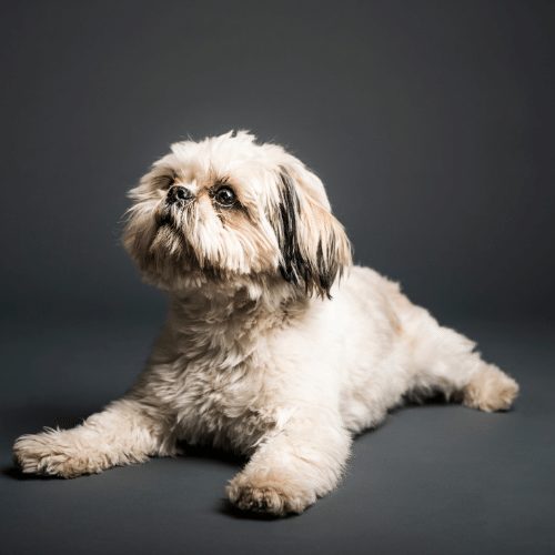 Mange in best sale shih tzu