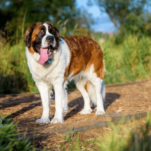 Show me pictures of a store saint bernard