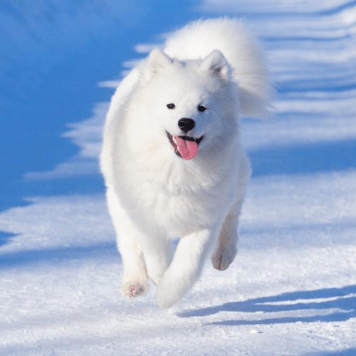 samoyed in the snow