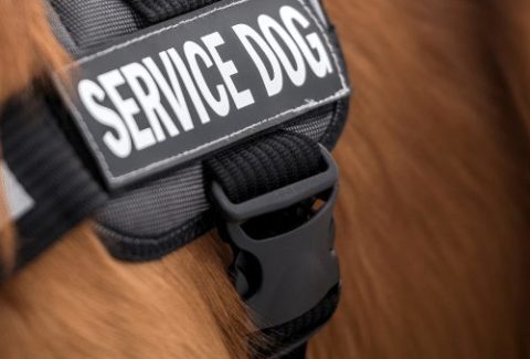 goldendoodle service dog
