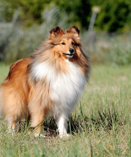 sheltie