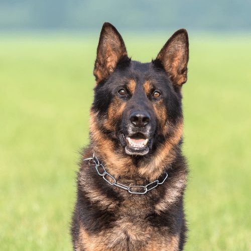 are shepherd dogs large or medium