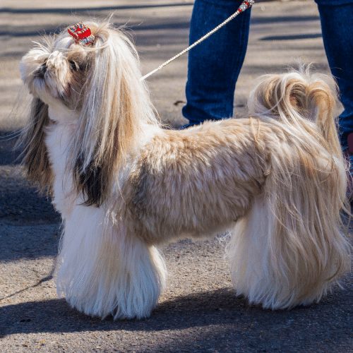 Shih Tzu teddybear cut with long top | Daisy | Pinterest | Shih tzu haircuts,  Shih tzu dog, Shih tzu puppy