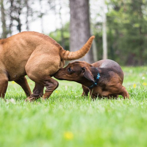 can-you-spay-your-dog-when-she-is-in-heat-tips-and-tricks-keepingdog