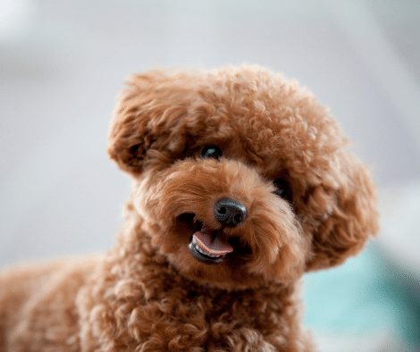 what is a teddy bear cut on a poodle?