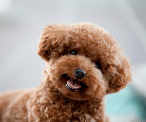 Teddy Bear Cut For Poodles And Doodles