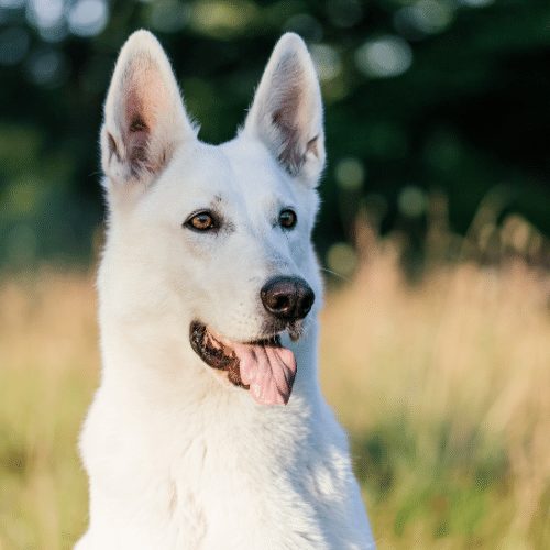 Pure white german shepherd puppies 2024 for sale