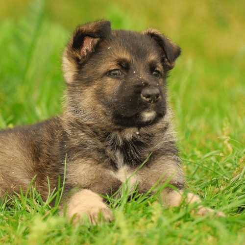 all tan german shepherd puppies