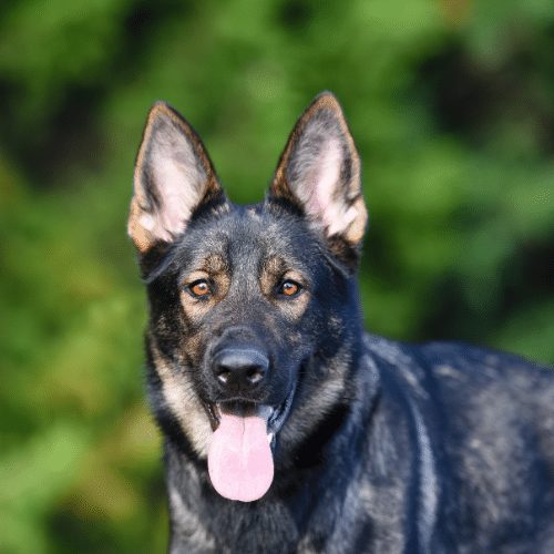 liver  colored german shepherds