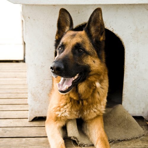 black and brown german shepherd dog