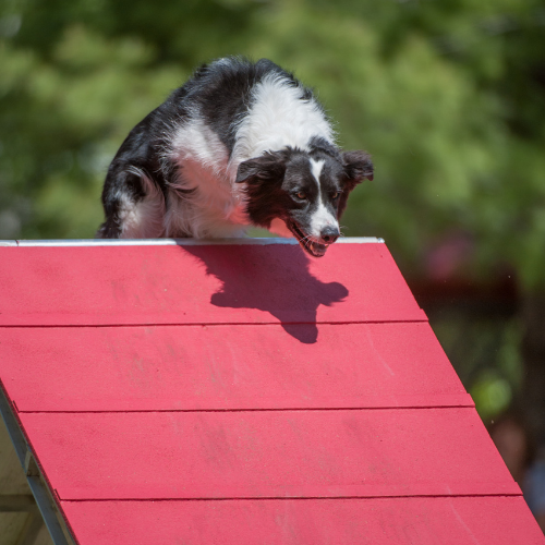The A Frame In Dog Agility Training