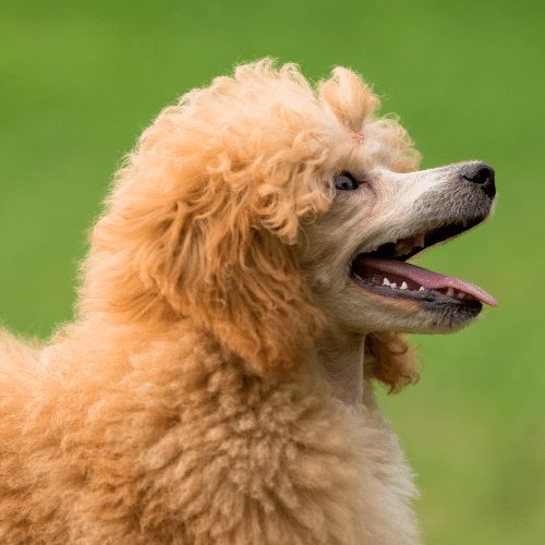 apricot standard poodle puppy cut