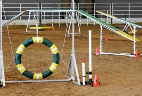 How big is a dog agility course? What's the size of a typical arena?