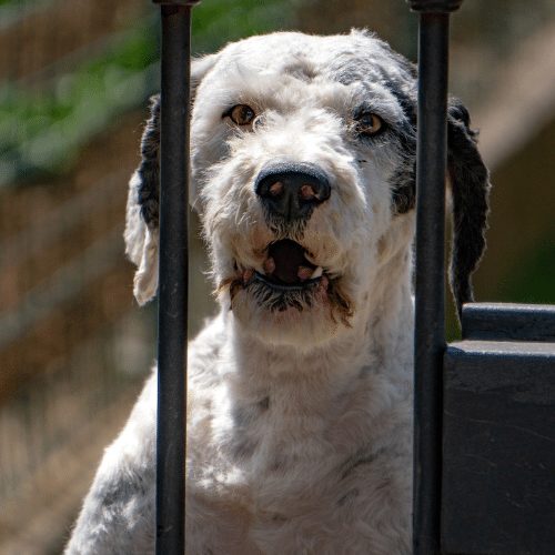 Crate training 2024 puppy barking