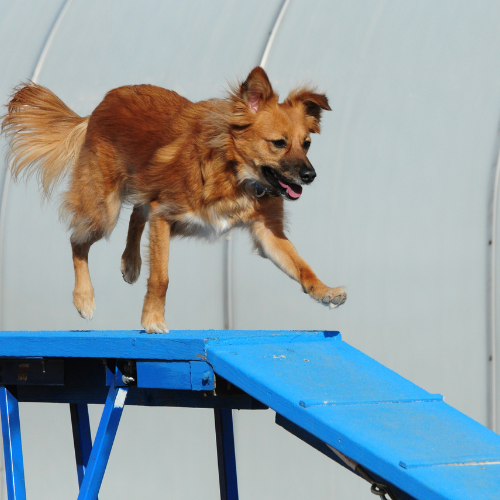 Agility Dogwalk Training Tips And Diy Ideas Let S Start Playing