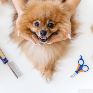  How Long Does It Take To Groom A Dog  Learn more here 