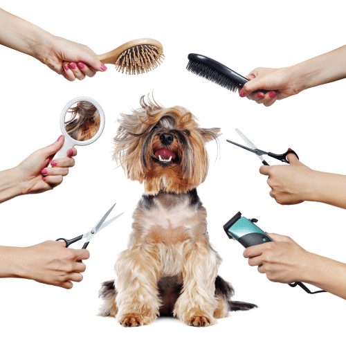 how often should your dog be groomed