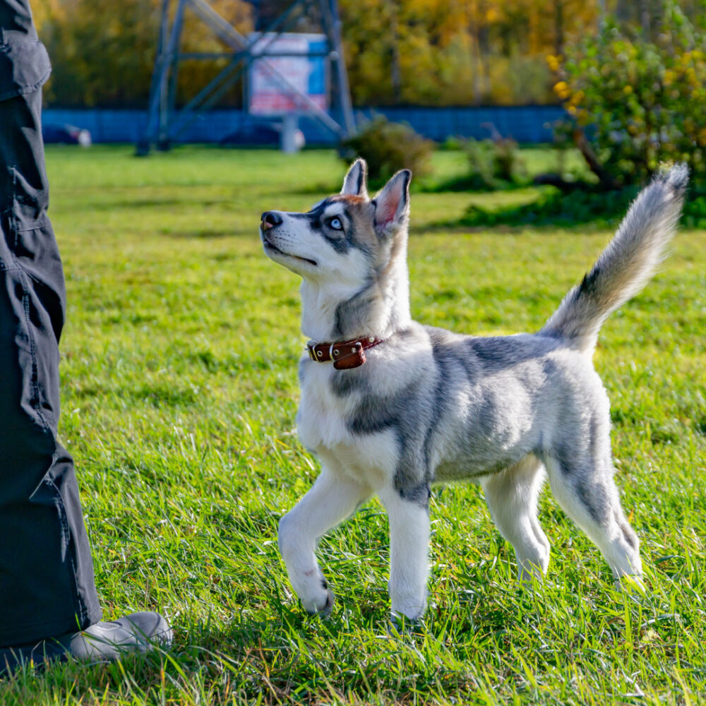 Mini Husky Training in the Park