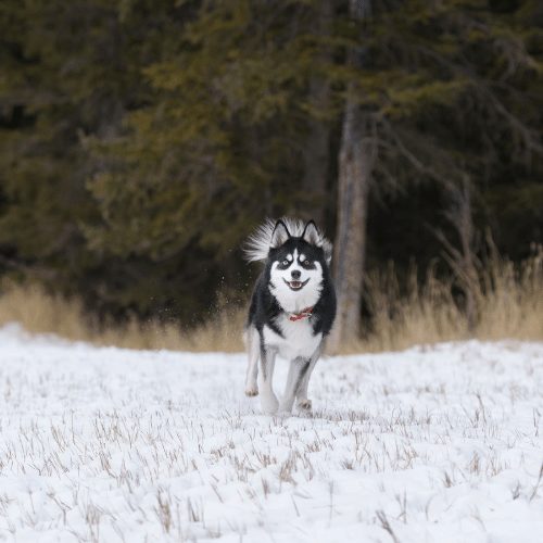 mini husky running in the snow