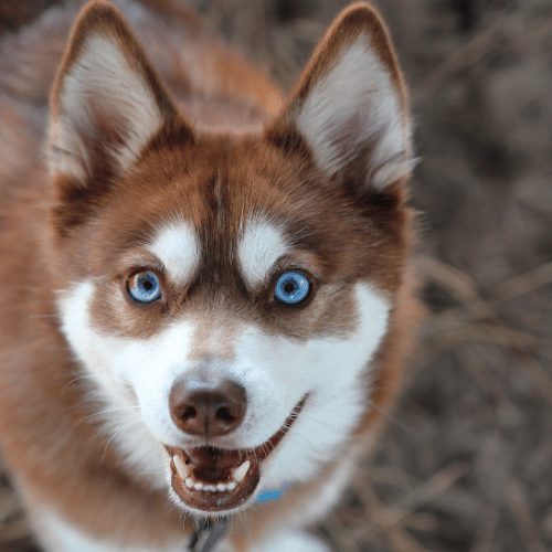 Miniature store husky rescue